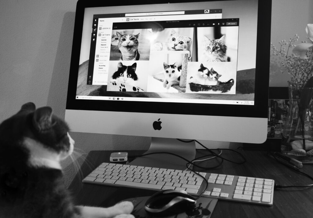 Cat on a computer
