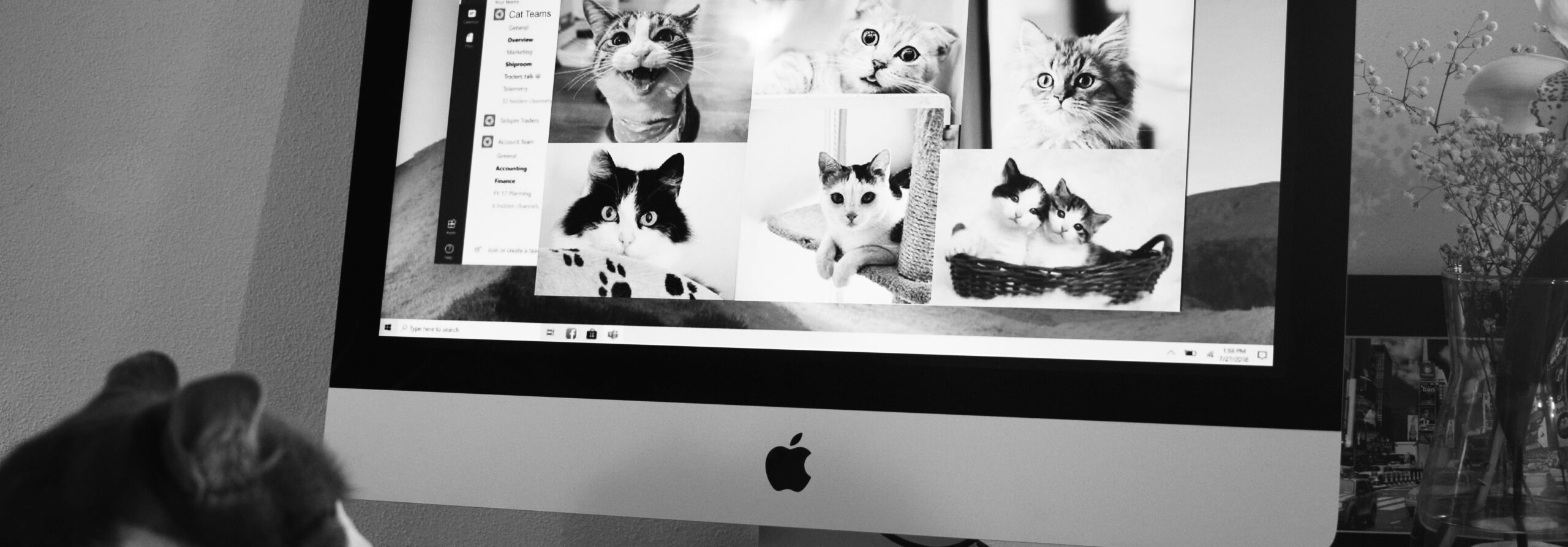The Swift Effect: Reclaiming the “childless cat lady” trope